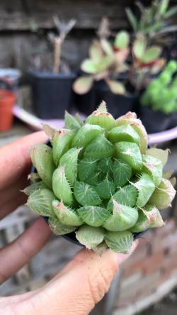 Sadnice - sobne biljke: Haworthia cooperi var. pringlei